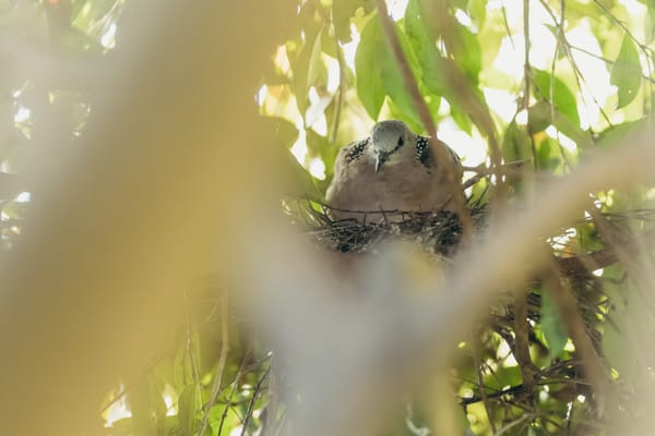 We’ve got a pigeon nesting in the tree at our front door